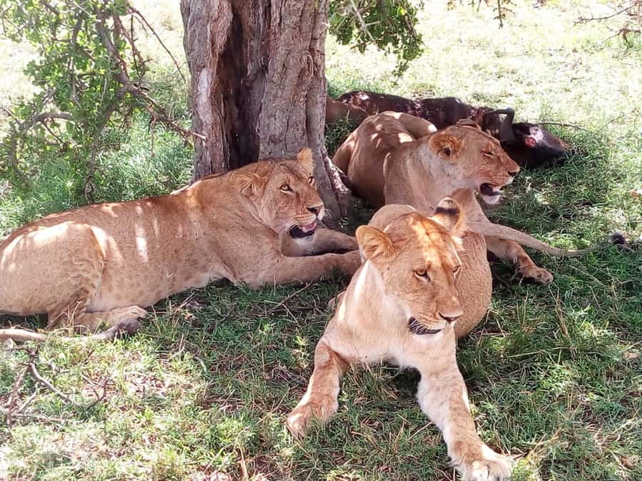 Arusha: 2-Day Luxury Serengeti Safari - Cancellation and booking flexibility