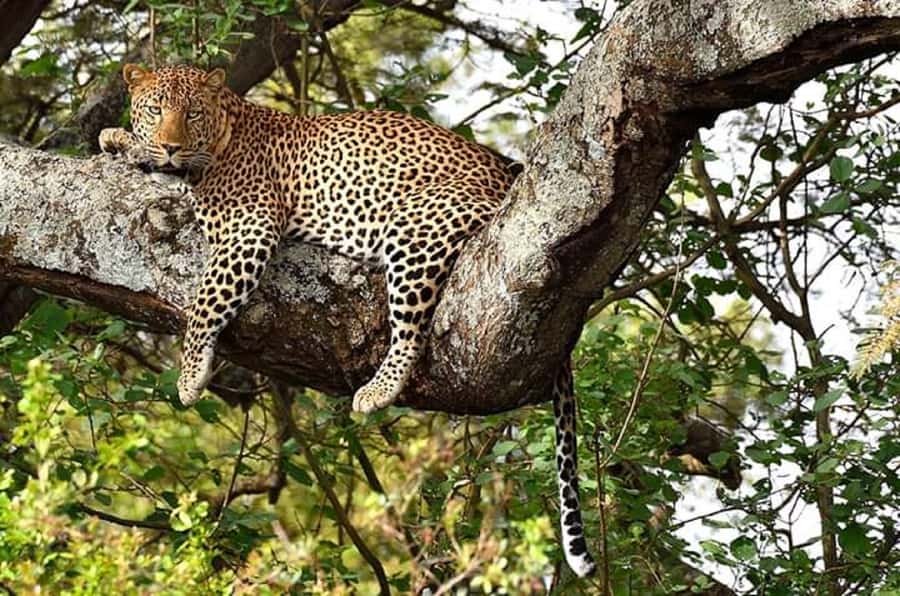 Arusha: 2-Day Luxury Serengeti Safari - Leaving Arusha early for the Ngorongoro route