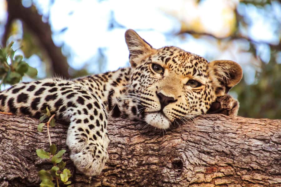 Arusha: 2 Day Tarangire & Ngorongoro Crater Big Five Safari - The five details that matter most