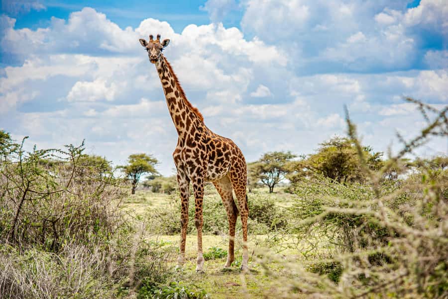 Arusha: 2 Day Tarangire & Ngorongoro Crater Big Five Safari - Choosing between a lodge and a tent