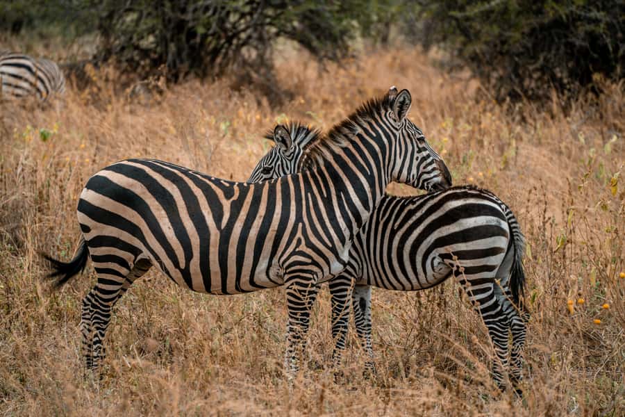 Arusha: 2 Day Tarangire & Ngorongoro Crater Big Five Safari - Meals, water, and the camping question