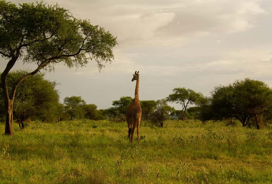 Arusha: 2 Day Tarangire & Ngorongoro Crater Big Five Safari - Who should book this safari?