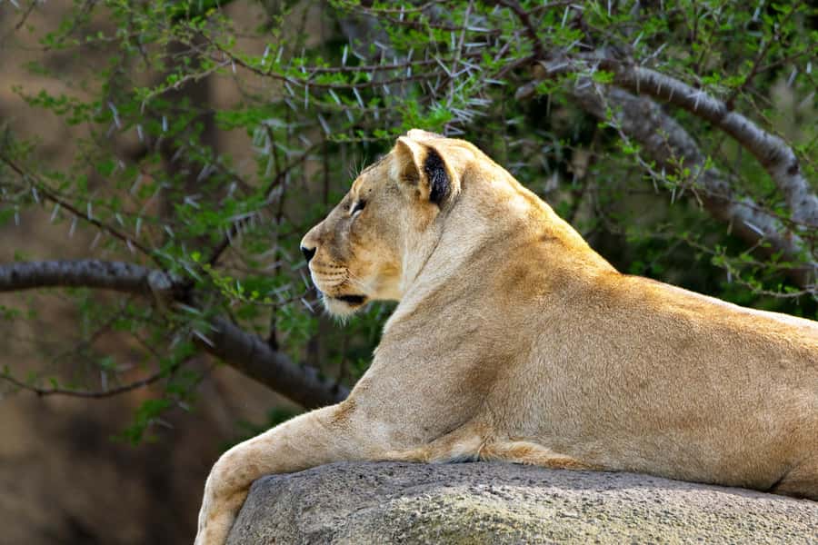 Arusha: 2 Day Tarangire & Ngorongoro Crater Big Five Safari - Day one: Arusha to Tarangire’s elephant country