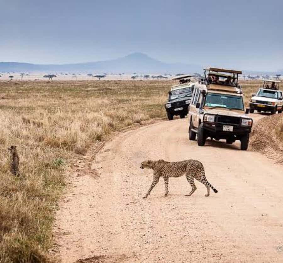 Arusha: 3-Day Serengeti & Ngorongoro Crater Big Five Safari - What $900 buys you in northern Tanzania