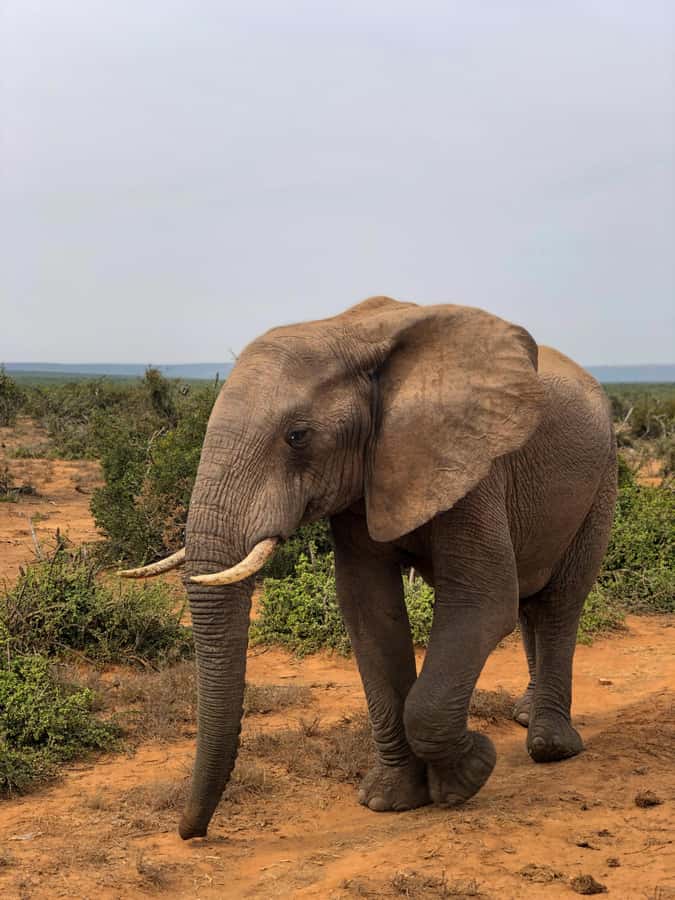 Arusha: 3-Day Serengeti & Ngorongoro Crater Big Five Safari - Day two: a sunrise Serengeti start and crater rim night