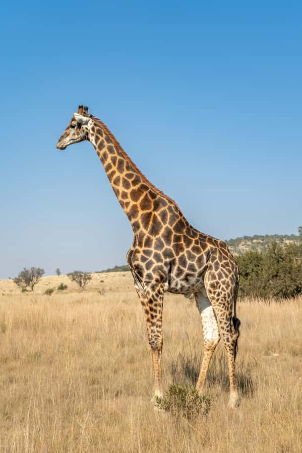 Arusha: 3-Day Serengeti & Ngorongoro Crater Big Five Safari - The vehicle and the reality of safari roads