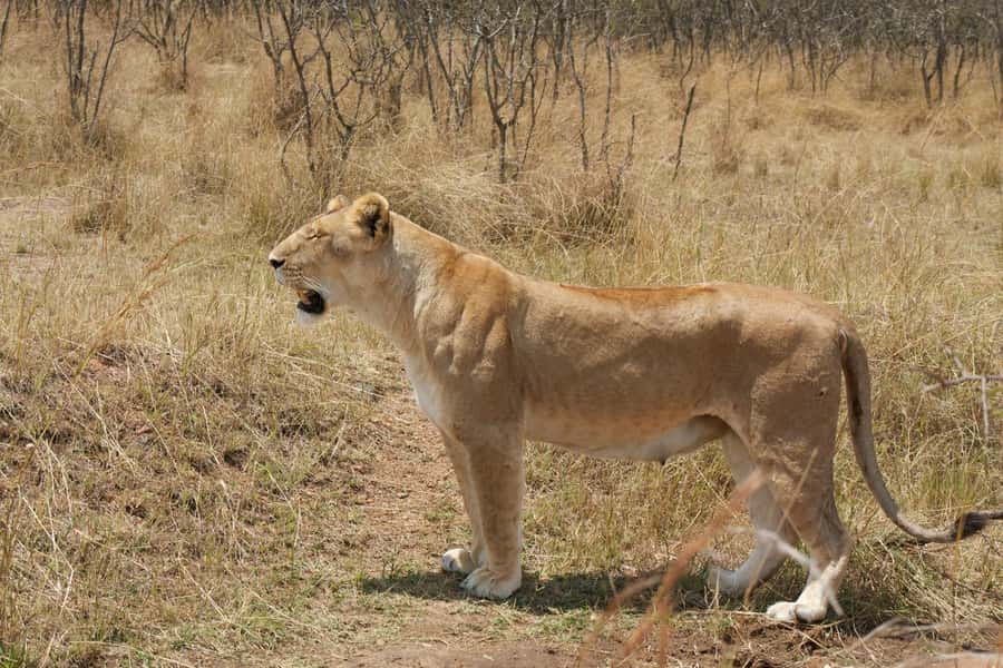 Arusha: 3-Day Serengeti & Ngorongoro Crater Big Five Safari - Lodges, tents, and the food on the road