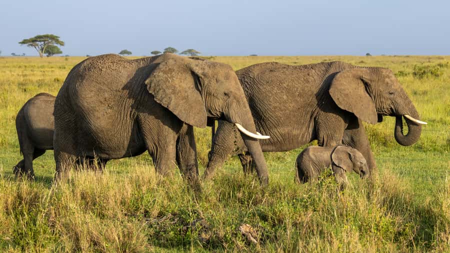 Arusha: 3-Day Serengeti & Ngorongoro Crater Big Five Safari - What to pack for a three-day safari