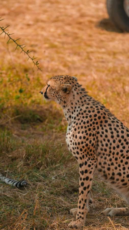 Arusha: 3-Day Serengeti & Ngorongoro Crater Big Five Safari - Who will enjoy this safari most?