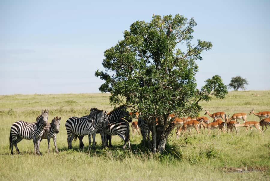 Arusha: 3-Day Serengeti & Ngorongoro Crater Big Five Safari - Should you book the Serengeti and Ngorongoro safari?