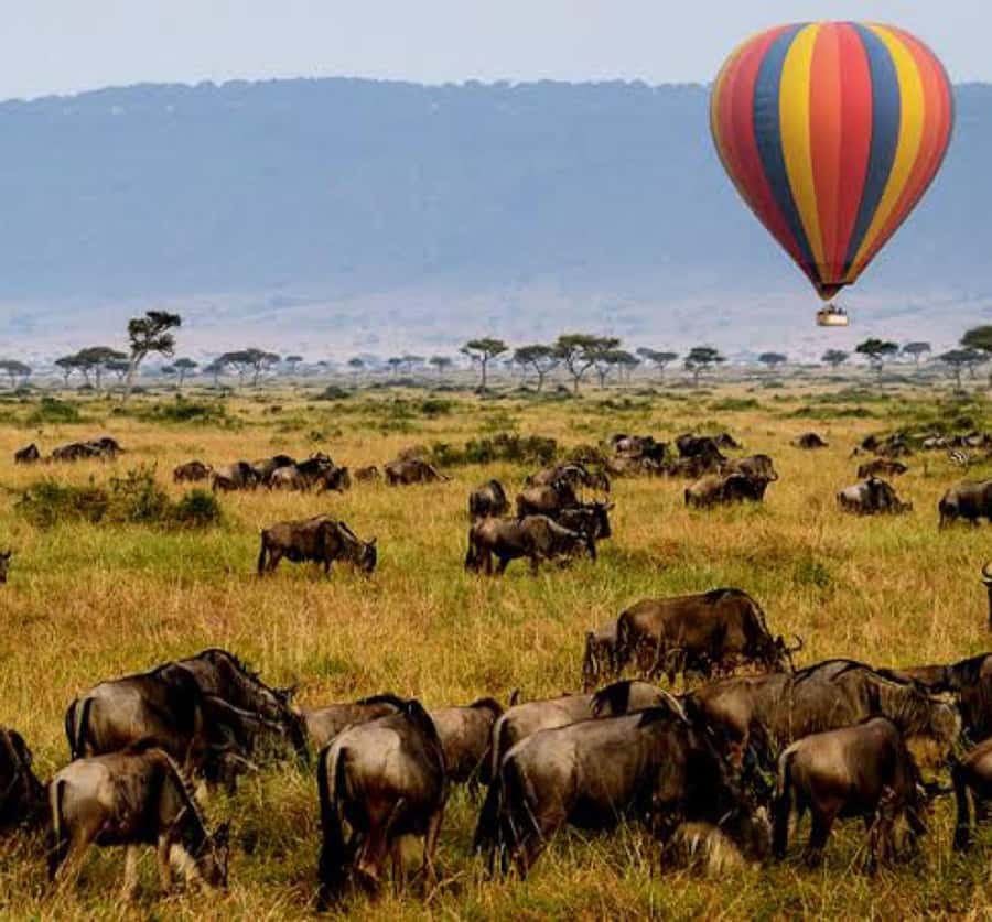 Arusha: 4-Day Big five Safari & Amazing Balloon experience - Day 2: Through Karatu and into the Serengeti