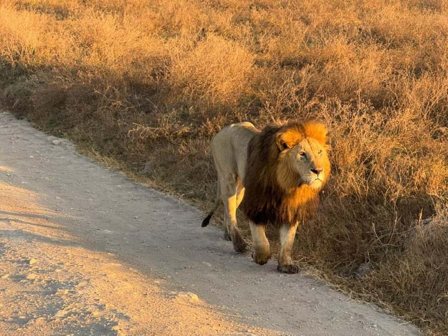 Arusha: 4-Day Safari to Tarangire, Serengeti, and Ngorongoro - Key points before you book
