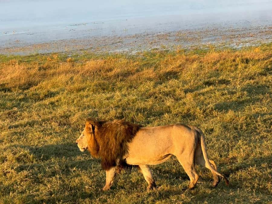 Arusha: 4-Day Safari to Tarangire, Serengeti, and Ngorongoro - What $1,143 buys you on safari