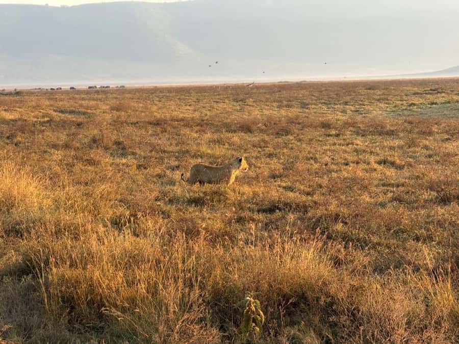 Arusha: 4-Day Safari to Tarangire, Serengeti, and Ngorongoro - Day two: The long run toward the Serengeti