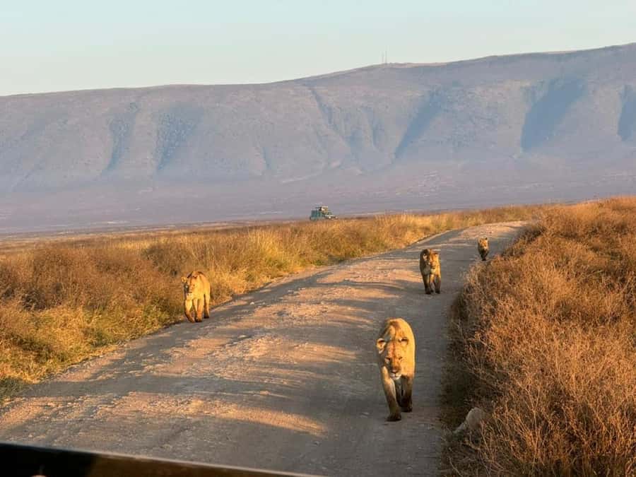 Arusha: 4-Day Safari to Tarangire, Serengeti, and Ngorongoro - Day one: Tarangire’s elephants and open country
