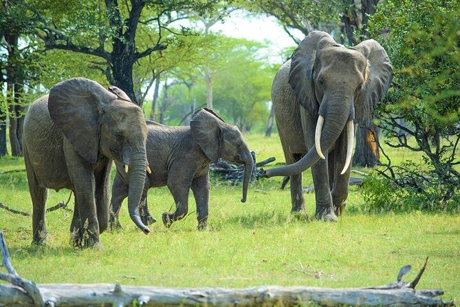 Arusha: 5 days Safari Trip Tarangire, Lake Manyara and Ngorongoro - Returning to Arusha on Day 5