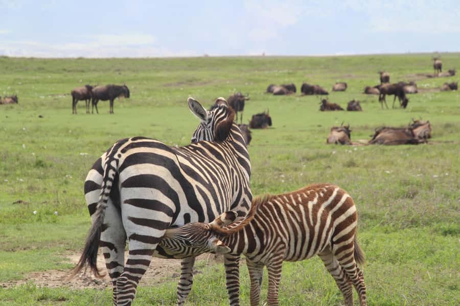 Arusha: 7-Day Safari to Tarangire, Serengeti, and Ngorongoro - Key points to know before you book