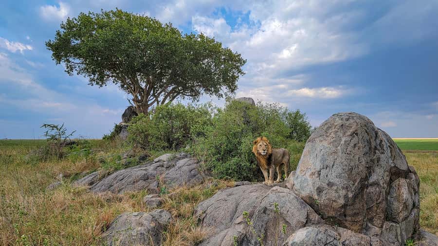 Arusha: 7-Day Safari to Tarangire, Serengeti, and Ngorongoro - Three very different parks in seven days
