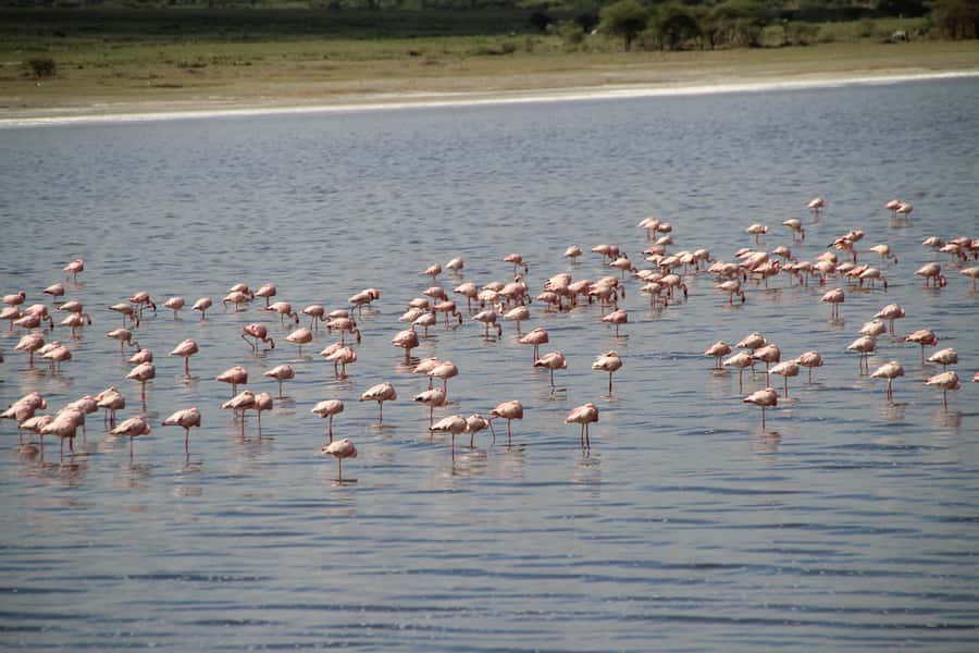 Arusha: 7-Day Safari to Tarangire, Serengeti, and Ngorongoro - Day 2: Tarangire’s baobabs and changing vegetation