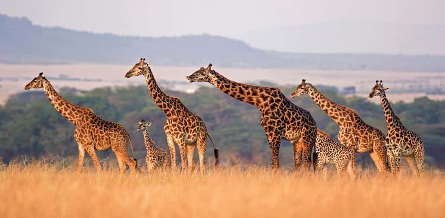 Arusha: 7-Day Safari to Tarangire, Serengeti, and Ngorongoro - Days 4 and 5: Two full days in central Serengeti