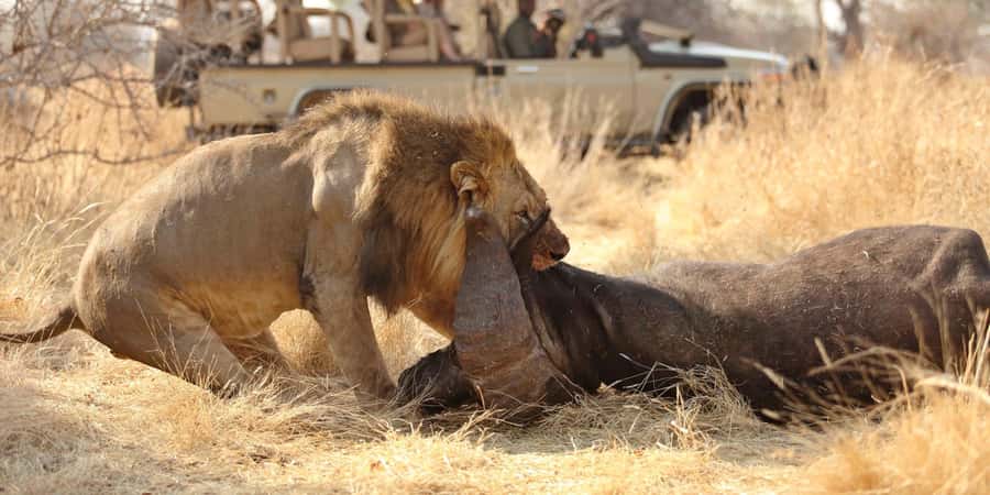 Arusha: 7-Day Safari to Tarangire, Serengeti, and Ngorongoro - Day 6: From the Serengeti to Ngorongoro