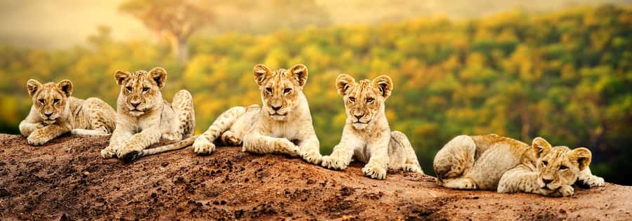 Arusha: 7-Day Safari to Tarangire, Serengeti, and Ngorongoro - Day 1: Arusha to Tarangire for a full game drive