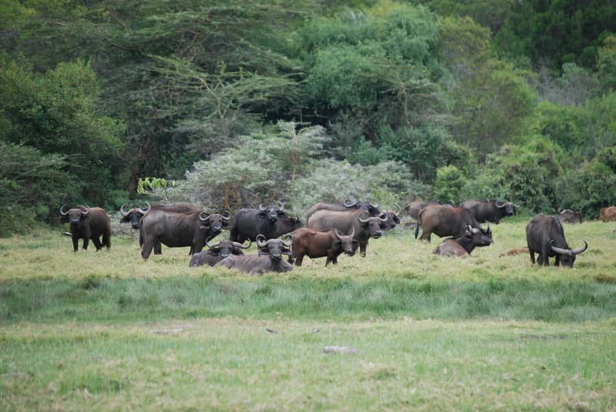 Arusha: Arusha National Park Day Trip w/ Game Drives & Lunch - Key points at a glance