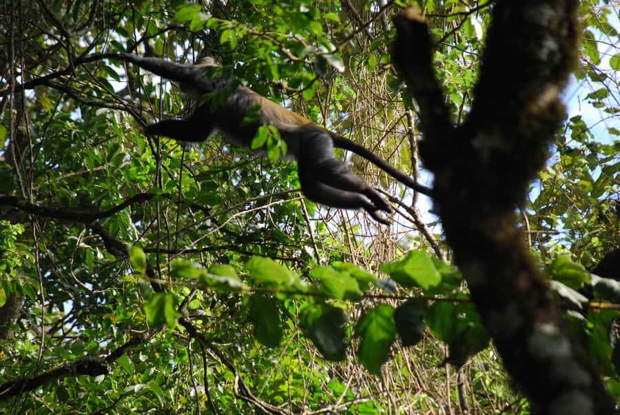 Arusha: Arusha National Park Day Trip w/ Game Drives & Lunch - Mount Meru and the park’s changing scenery