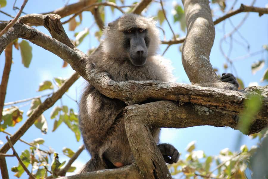 Arusha: Arusha National Park Day Trip w/ Game Drives & Lunch - Ngurdoto Crater and the afternoon drive