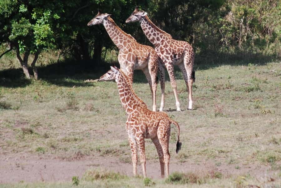 Arusha: Arusha National Park Day Trip w/ Game Drives & Lunch - What the $340 price really covers
