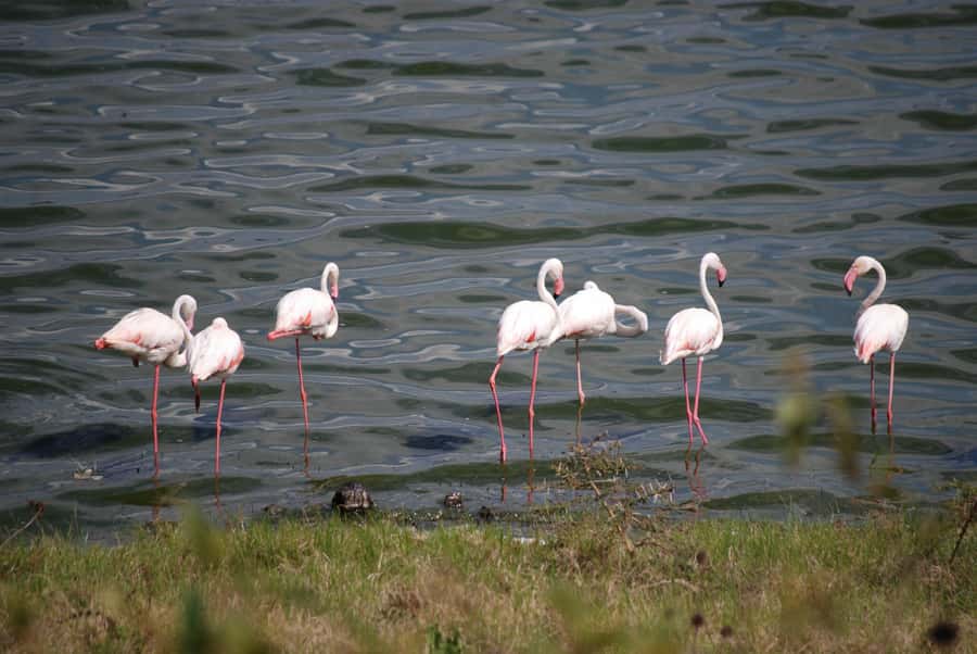 Arusha: Arusha National Park Day Trip w/ Game Drives & Lunch - Who should book this private day trip