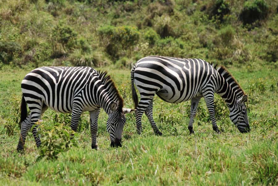 Arusha: Arusha National Park Day Trip w/ Game Drives & Lunch - Practical details before you go