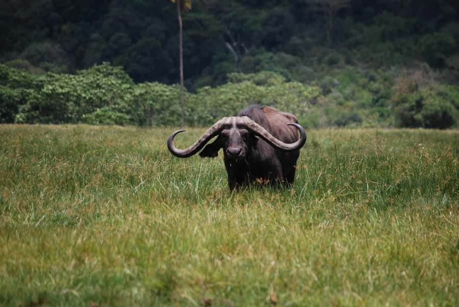 Arusha: Arusha National Park Day Trip w/ Game Drives & Lunch - Leaving Tulia Boutique Hotel at 8:30
