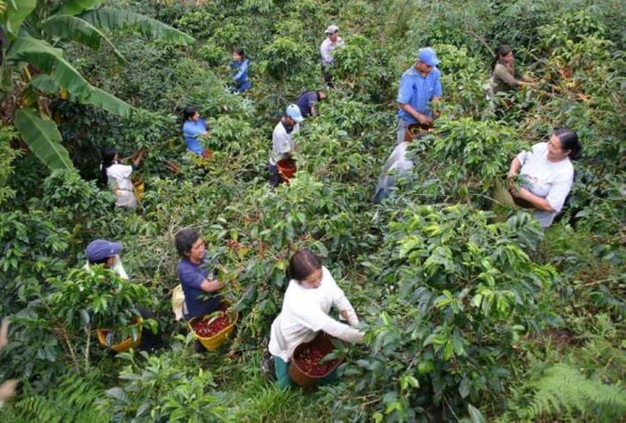 Arusha: Coffee Plantation Tour with Tasting and Hands-On … - Key points before you book
