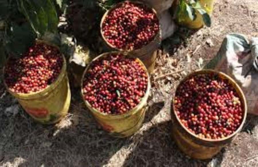 Arusha: Coffee Plantation Tour with Tasting and Hands-On … - Meeting at Arusha’s Clock Tower