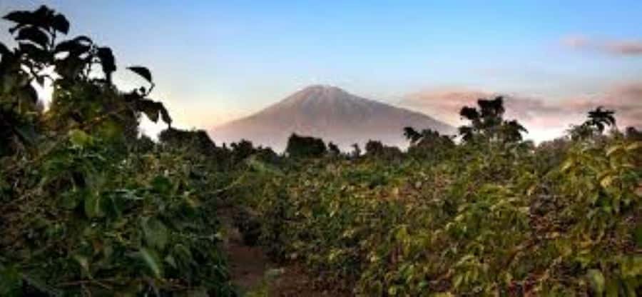 Arusha: Coffee Plantation Tour with Tasting and Hands-On … - Tasting different roast profiles