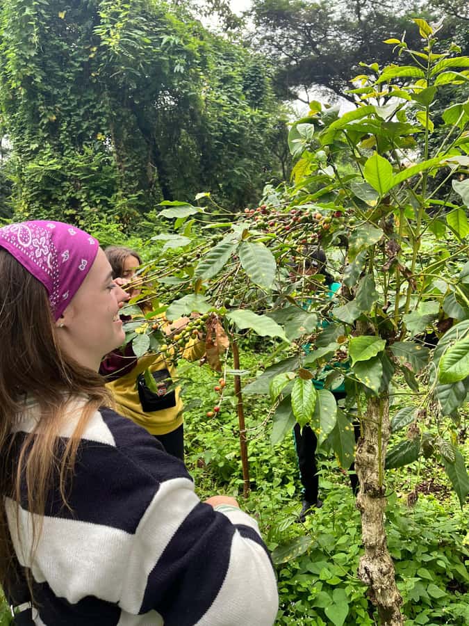 Arusha Coffee Tour and Buffet Lunch with Kingstone Asilia - A shaded farm walk with coffee seedlings and medicinal plants