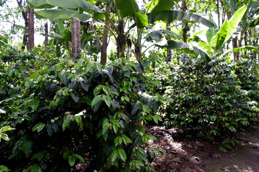 Arusha: Coffee Tour - Starting at the Organic Coffee Plantation