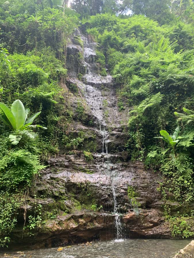 Arusha Hot Springs, Waterfall & Coffee Tour Kingstone Asilia - Making coffee from seed to cup