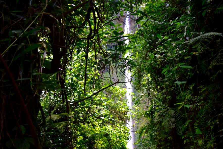 Arusha: Napuru Waterfalls - Following the Riverbank Toward the Falls