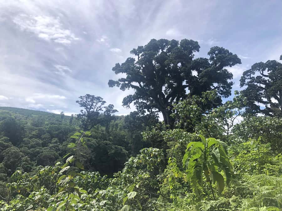 Arusha: Napuru Waterfalls Guided Hike - What the guides add to the day