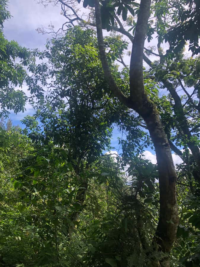 Arusha: Napuru Waterfalls Guided Hike - Price, fees, and what you receive for $50