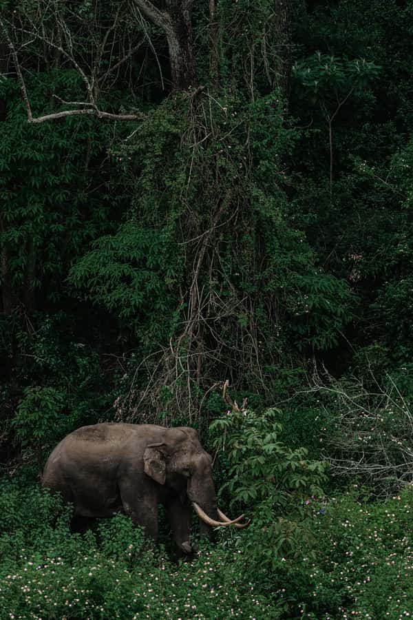 Arusha National Park Day Tour with All-Inclusive - Key points about this Arusha day safari