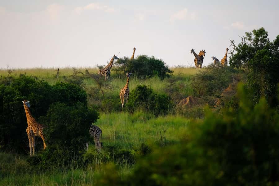 Arusha National Park Day Tour with All-Inclusive - Why Arusha National Park makes a good one-day safari