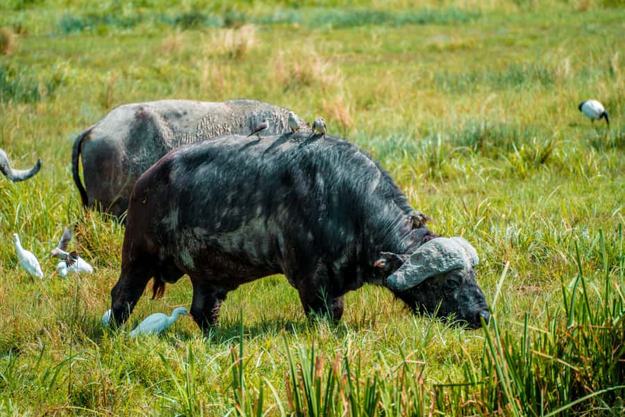Arusha National Park Day Tour with All-Inclusive - Momella Lake and the afternoon drive