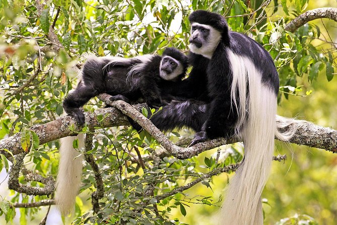 Arusha National Park Day Trip - The walking safari through tropical forest