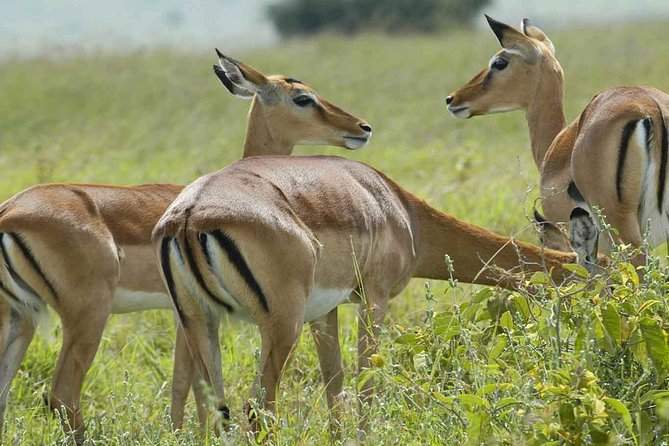 Arusha National Park Day Trip - The 4x4 drive to Momela Lakes