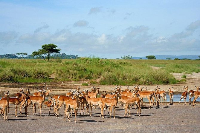 Arusha National Park Day Trip - Giraffes, primates, and what you may see