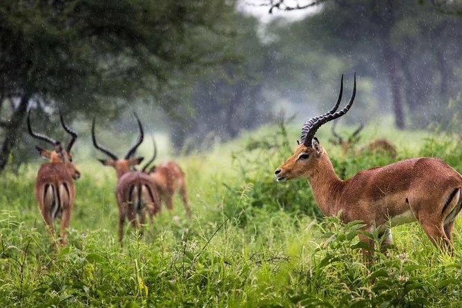 Arusha National Park Day Trip - What the private 4x4 setup means for you