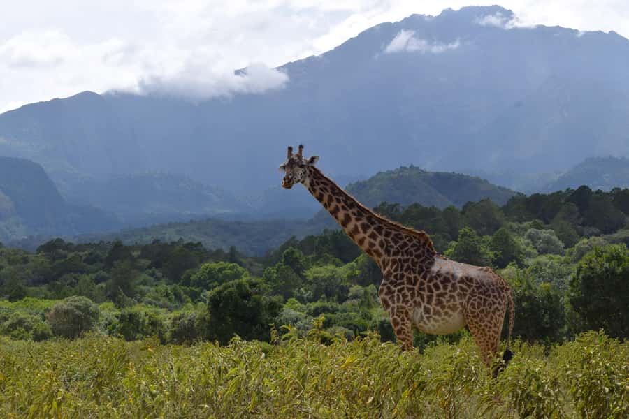 Arusha National Park Full-Day Safari - Key points to know before booking